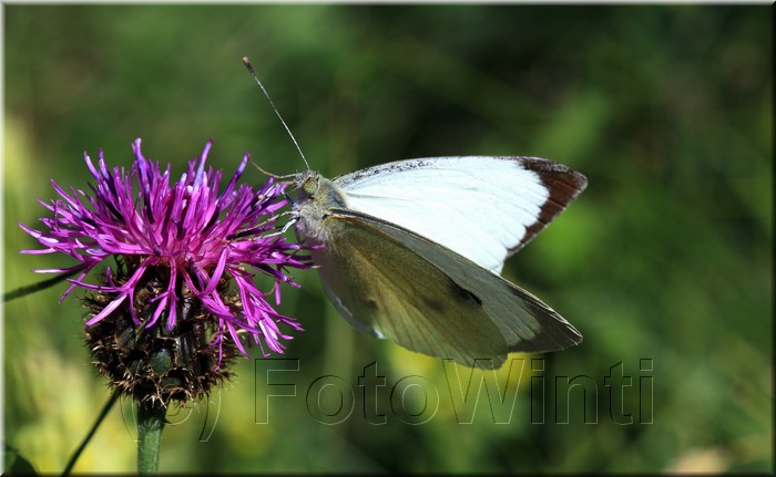 Pieris brassicae2.JPG