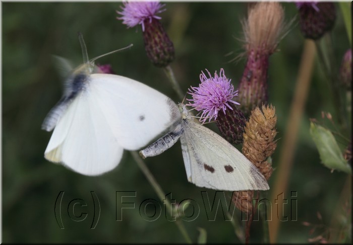 Pieris brassicae3.JPG
