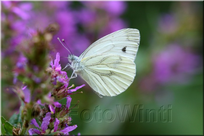 Pieris napae.JPG