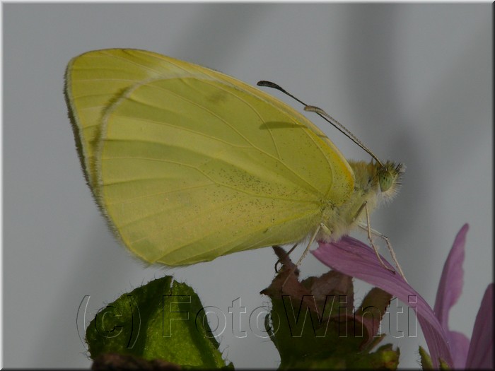 Pieris rapae 3.JPG