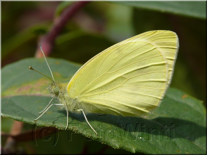 Pieris rapae 4.JPG