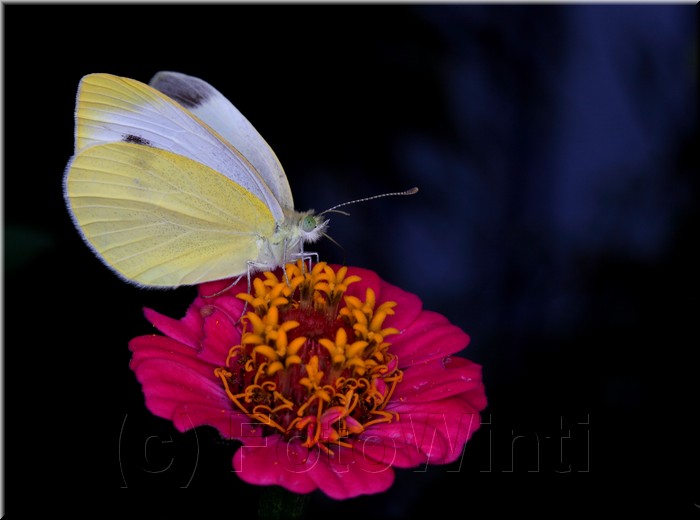 Pieris rapae.JPG