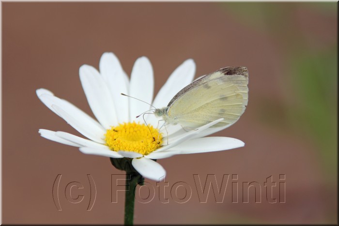 Pieris rapae5.JPG