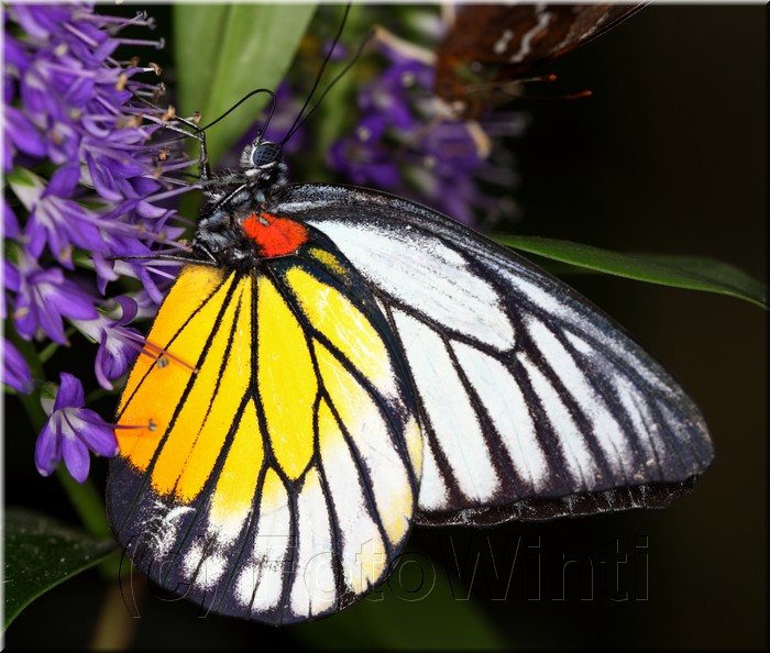 Prioneris philonome themana.JPG