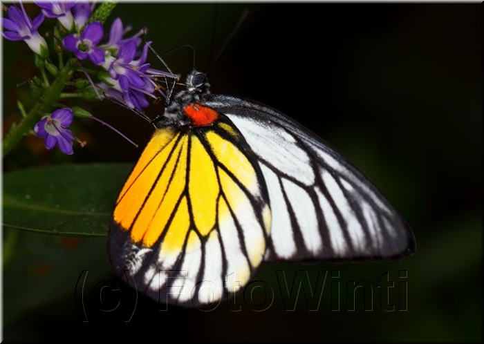 Prioneris philonome themana2.JPG