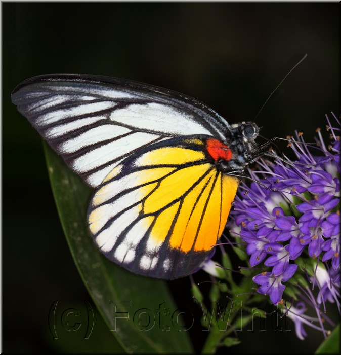 Prioneris philonome themana3.JPG