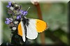 Anthocharis cardamines.jpg
