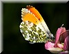 Anthocharis cardamines2.JPG