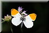 Anthocharis cardamines3.jpg