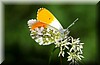 Anthocharis cardamines5.JPG
