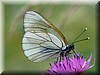 Aporia crataegi.jpg