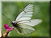 Aporia crataegi2.JPG