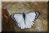 Appias libythea olferna.JPG