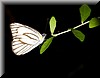 Appias libythea olferna2.JPG