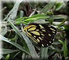 Belenois creona.jpg