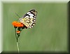 Belenois creona2.JPG