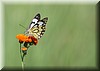 Belenois creona3.JPG