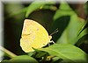 Catopsilia pomona pomona 2.JPG