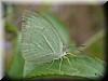 Catopsilia pyranthe pyranthe.JPG