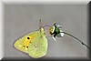 Colias croceus.JPG