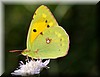 Colias croceus2.JPG