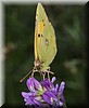 Colias croceus3.JPG