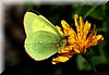 Colias palaeno.JPG