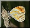 Colotis antevippe gavisa.JPG