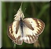 Colotis antevippe gavisa2.JPG