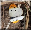 Colotis pallene.jpg