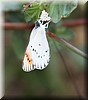 Colotis pallene2.jpg