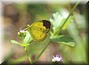 Eurema Sari 2.JPG
