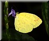 Eurema blanda snelleni.JPG