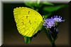 Eurema hecabe.jpg