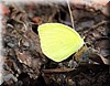 Eurema nise 1.JPG