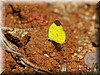 Eurema sari 1.JPG