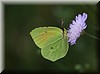 Gonepteryx cleopatra.JPG