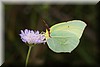 Gonepteryx cleopatra2.JPG