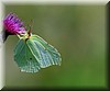 Gonepteryx rhamni.jpg
