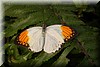 Hebomoia glaucippe.JPG