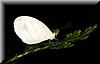 Leptosia nina.JPG