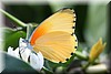 Mylothris agathina2.jpg
