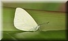 Nepheronia thalassina.JPG
