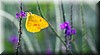 Phoebis philea CR01.JPG