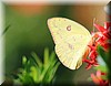 Phoebis philea CR02.JPG