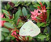 Phoebis philea CR03.JPG