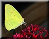 Phoebis philea.JPG