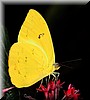 Phoebis philea2.JPG