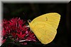Phoebis philea3.JPG