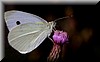 Pieris brassicae.JPG